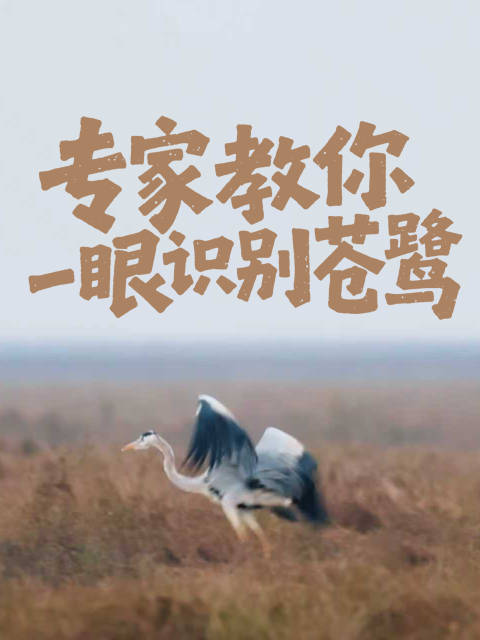 如何识别苍鹭