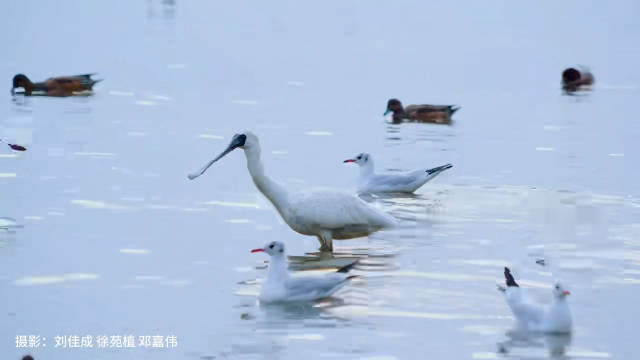 福田红树林海边落日治愈都市人