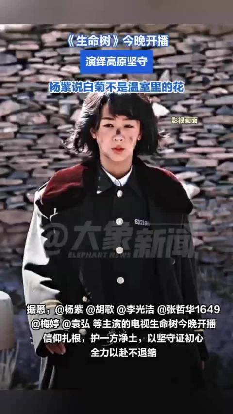 杨紫生命树诠释坚韧白菊