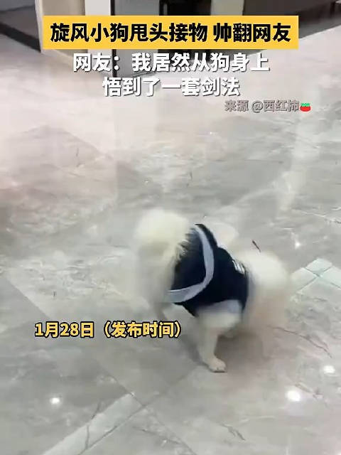 旋风小狗又萌又飒