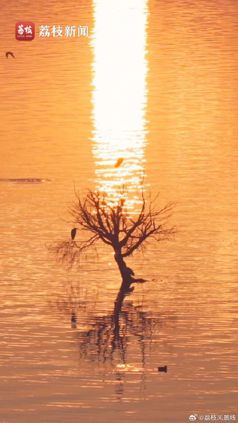 早安！冬日的滇池藏着一片橘子海