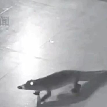 山东一酒店2米鳄鱼深夜“越狱”爬二楼溜达，酒店负责人：鳄鱼系人工养殖，已将其拴在鱼缸附近，嘴巴用胶带绑住，不会伤人