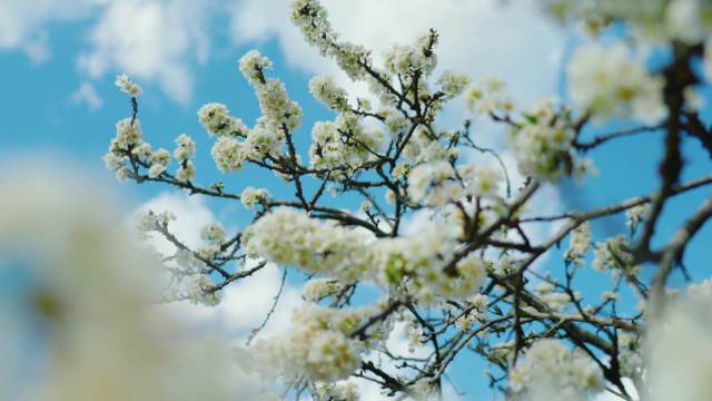 转存美好！如云似雪的梨花开了
