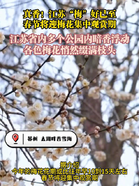 真香！江苏“梅”好已至，春节将迎梅花集中观赏期