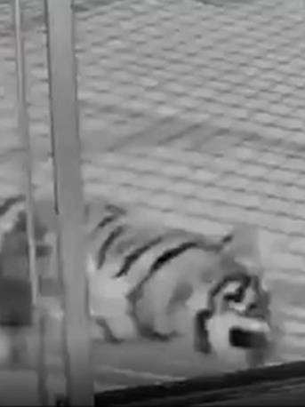 官方通报动物园隐瞒小老虎死讯骗打赏