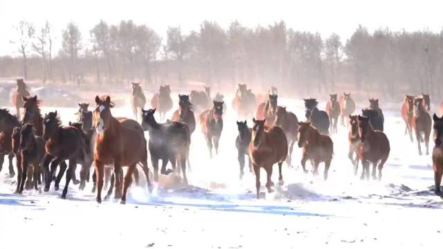 小马驹见到雪瞬间变滚滚