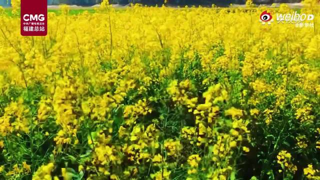 福建古田藏着金色春日画卷