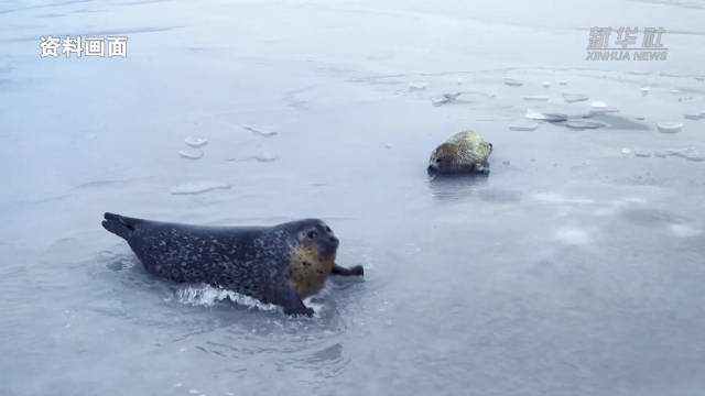 萌化了！红外无人机上岗守护斑海豹