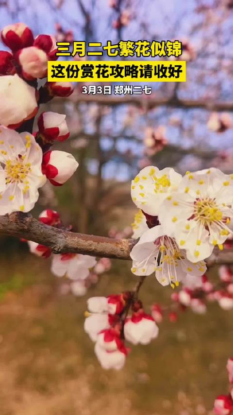 郑州把春天卷成了油画