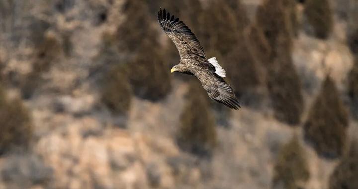 北京西峪水库，上百人凌晨蹲守只为看它一眼！