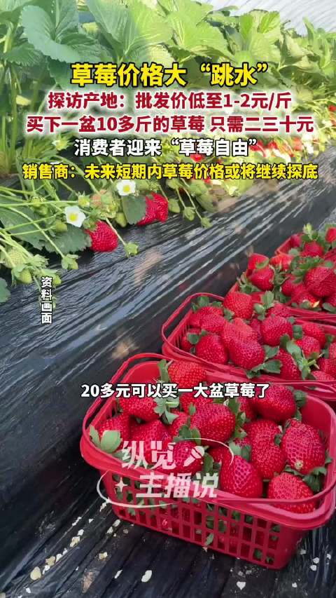 多地草莓批发价低至1元1斤