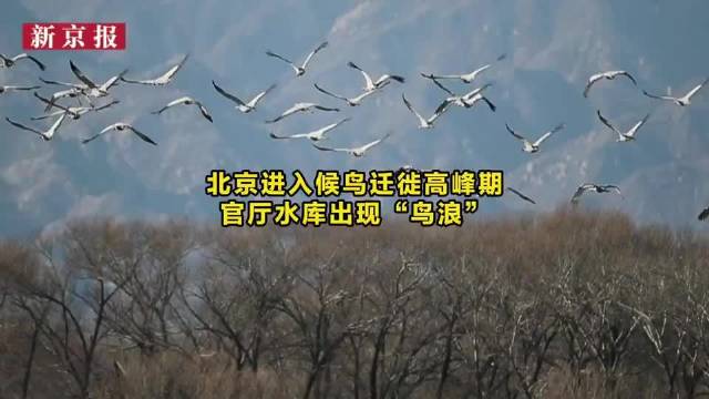 视频｜北京进入候鸟迁徙高峰期，官厅水库出现“鸟浪”