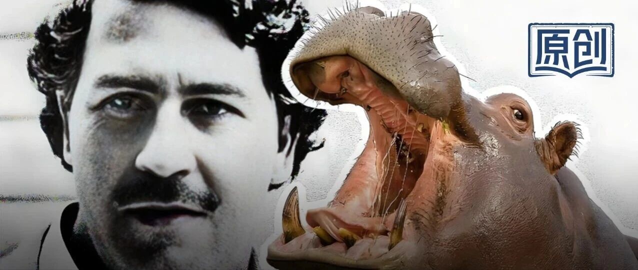 毒枭留下的河马，成灾了