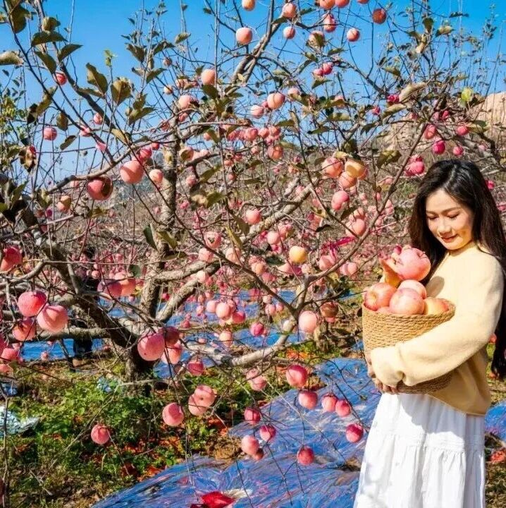 政策端发力护航，宁德时代业绩与技术双重引领，我国固态电池产业链正以完整生态加速出海，直面国际巨头竞争