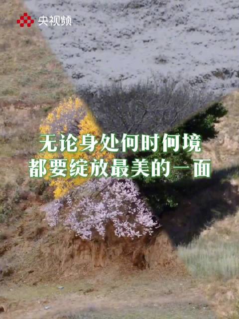1棵树的四季丝滑变装