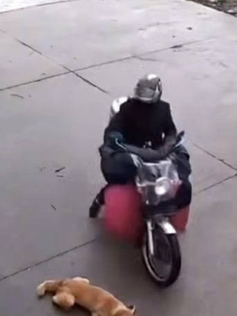 骑无牌摩托戴全封闭头盔，男子用弓弩毒镖射杀偷狗被行拘