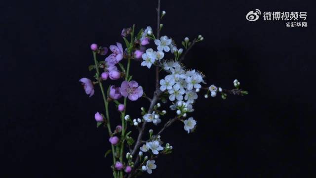 接！送你花开治愈瞬间祝好运连连