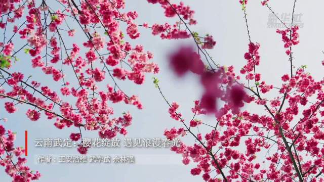 云南武定樱花绽放邂逅浪漫春光