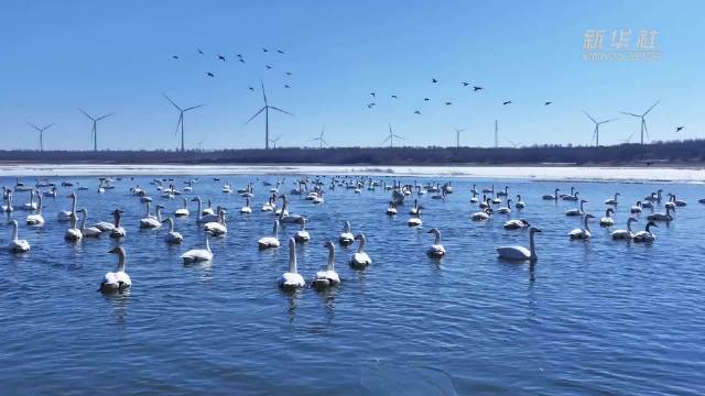 内蒙古：暮色如画 候鸟翩跹