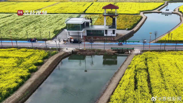 金浪逐水！丹阳百亩油菜花盛放春意盎然