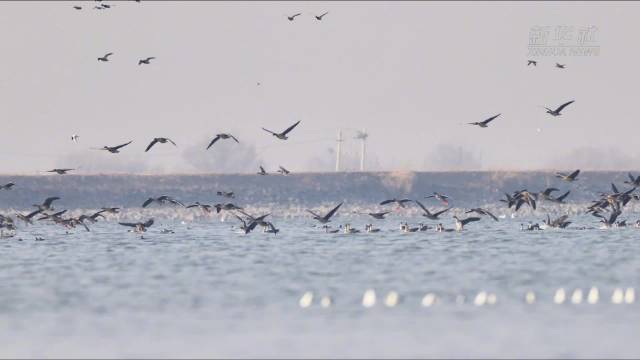 欣赏呼和浩特春日限定大片
