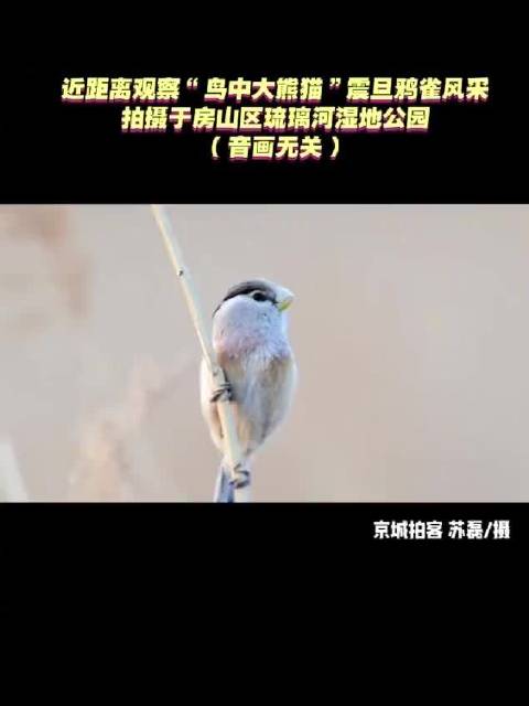 北京来了鸟中大熊猫震旦鸦雀