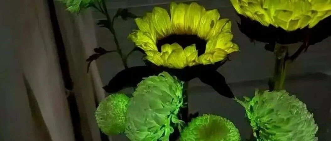 阿凡达“潘多拉幻境”，走进现实