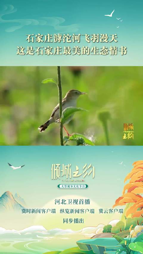 在河北卫视《倾城之约》，看石家庄滹沱河飞羽漫天，这是石家庄最美的生态情书