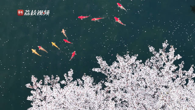满树繁花与锦鲤相映成春日画卷