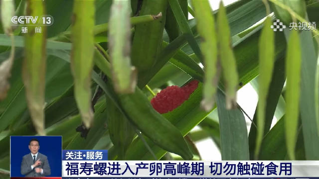 植物上看到粉红泡泡千万别碰！