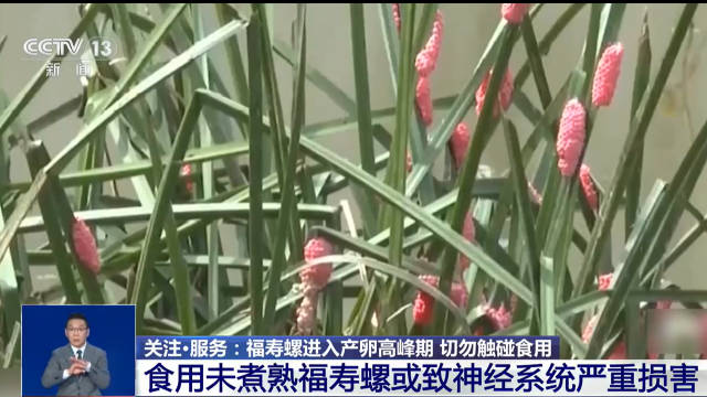 多地都已出现 粉红色虫卵千万别碰！