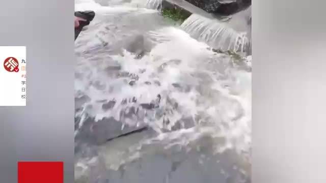 武漢高校雨后“鯉魚上岸”