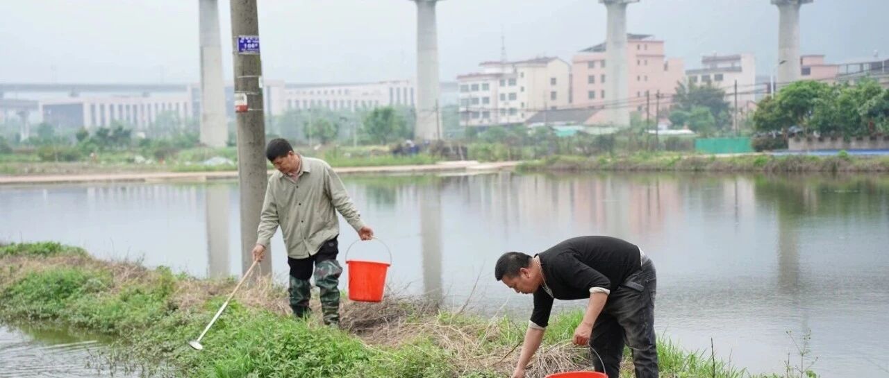 不要吃碰不要吃！寄生虫数量能达到数千条！永康已大量出现