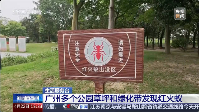 注意！广州发现红火蚁