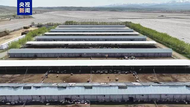 “托尼老师”上线 玛纳斯县18万只羊换夏装