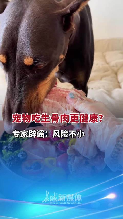 别再给毛孩子吃生骨肉了