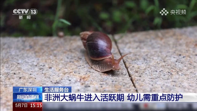 南方非洲大蜗牛进入活跃期