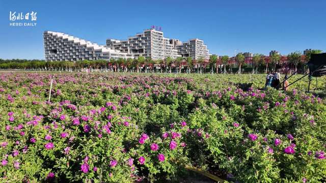 微视频丨停云谷里享假日
