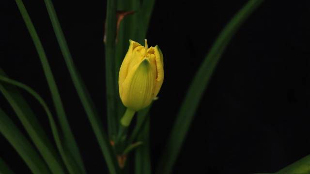 延时看萱草花绽放