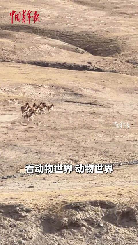 游客目睹两匹狼捕猎现场