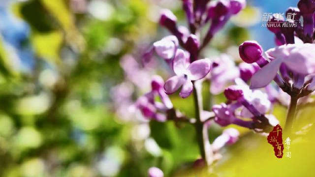 在初夏的花海中邂逅浪漫
