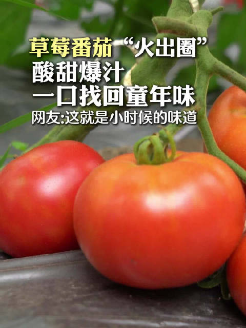 合肥草莓番茄口感绝了