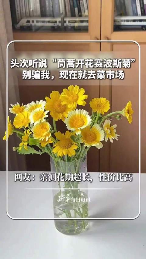 茼蒿开花居然这么美