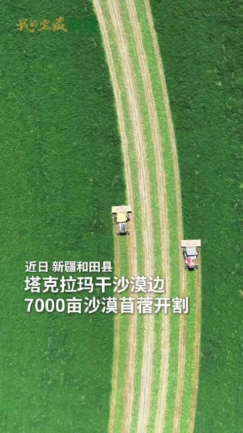 新疆和田7000亩沙漠苜蓿开割，大型收割机震撼作业