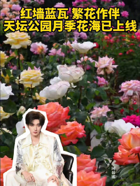用丁程鑫的歌声打开天坛月季花海天坛月季花海上线