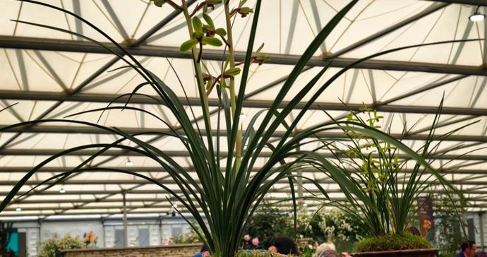 中国兰科植物团队斩获“园艺界奥斯卡”