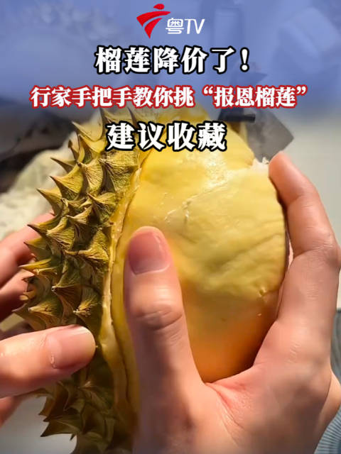 教你挑报恩榴莲