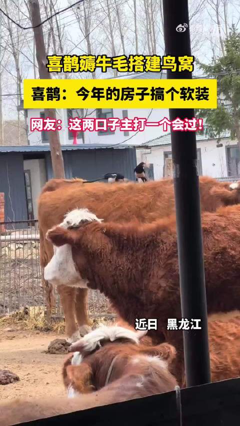 喜鹊薅牛毛搭建鸟窝
