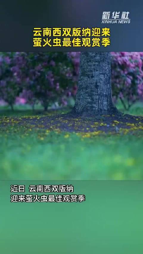 西双版纳萤火虫点亮夏夜
