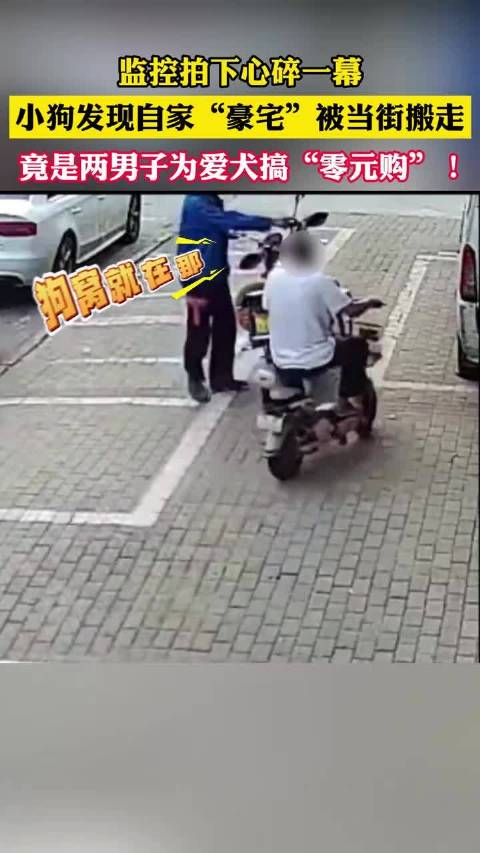 心碎一地！小狗看着自己豪宅被人当街搬走